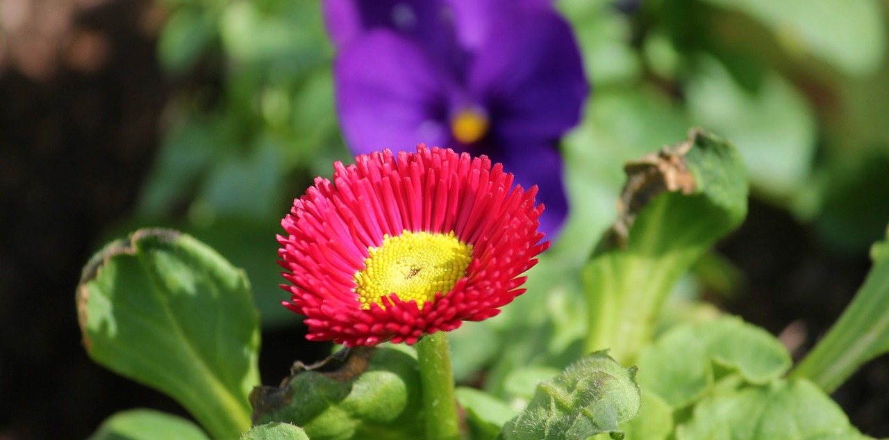 菊花文化作品，綻放的藝術(shù)與文化融合之美